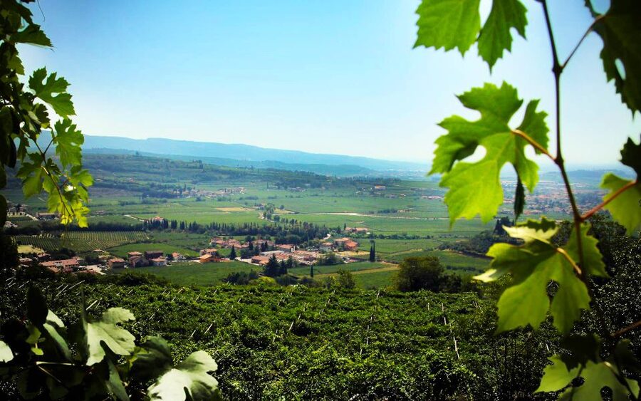 2-hours Amarone Wine Tour with Sommelier Wine Tastings - Family-run feel and a founder’s storytelling edge