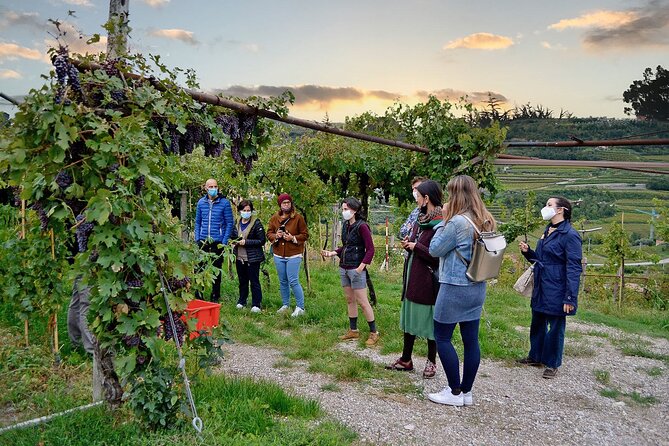 6 Wine Tasting in Valpolicella Classica: the cradle of Amarone - Stop inside the estate’s icehouse: Amarone’s aging room