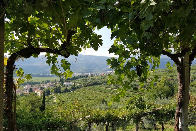 Amarone 2005 Wine Experience - Key highlights I’d plan around