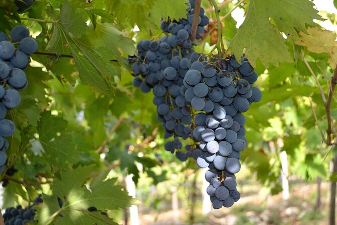 Amarone Della Valpolicella Wine Experience - Meet the Vogadori Family - Price and Value: Is $41.94 Worth It?
