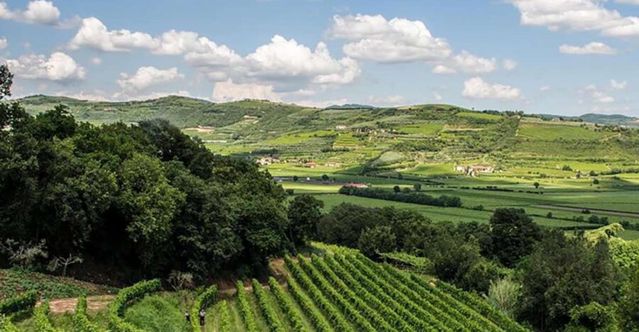 Amarone Wine Tasting Tour. Visit Verona. From Venice - What you’ll really take away