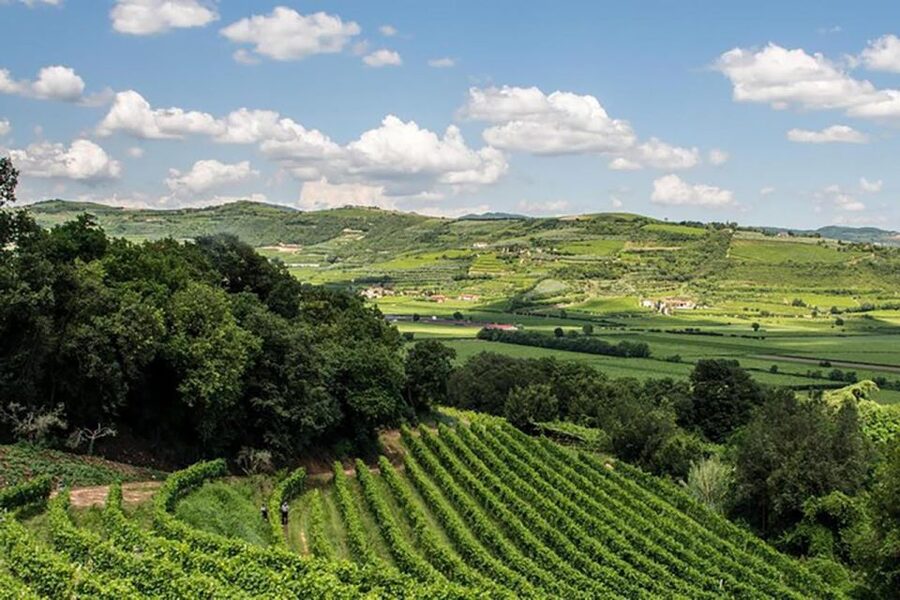Amarone Wine Tasting Tour. Visit Verona. From Venice - Should you book it?