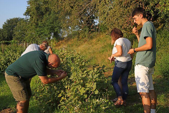 Beekeeping Farm Tour and Tasting Experience in Lazise - The tasting spread: pesto bread, vegetable creams, three honeys, and jam