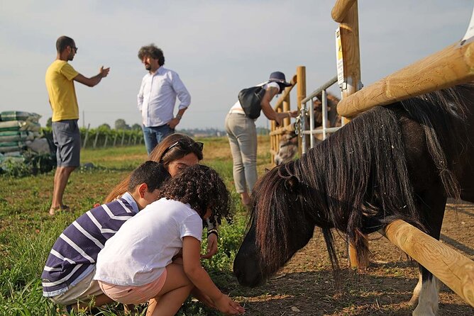 Biodynamic Farm and Natural Wines Tasting in Lazise - Stop 3: Lazise and the Terrace Finale With Wine and Food