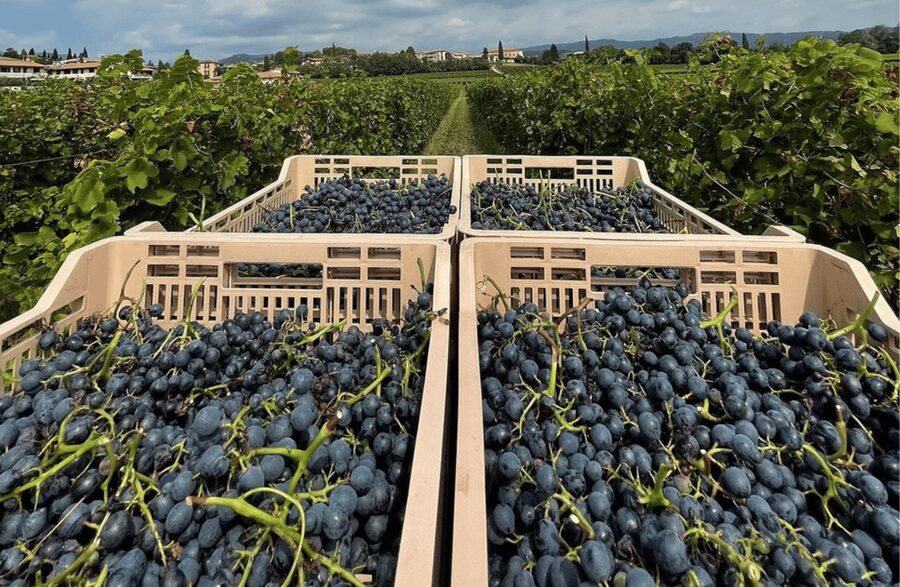Boutique Winery Tour & Tasting in Valpolicella - What the guide quality can feel like in real life