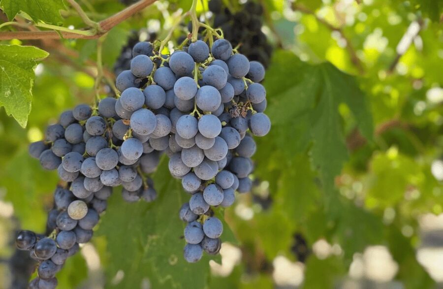 Boutique Winery Tour & Tasting in Valpolicella - What you taste in Valpolicella: Classico to Amarone Riserva, then Amandorlato