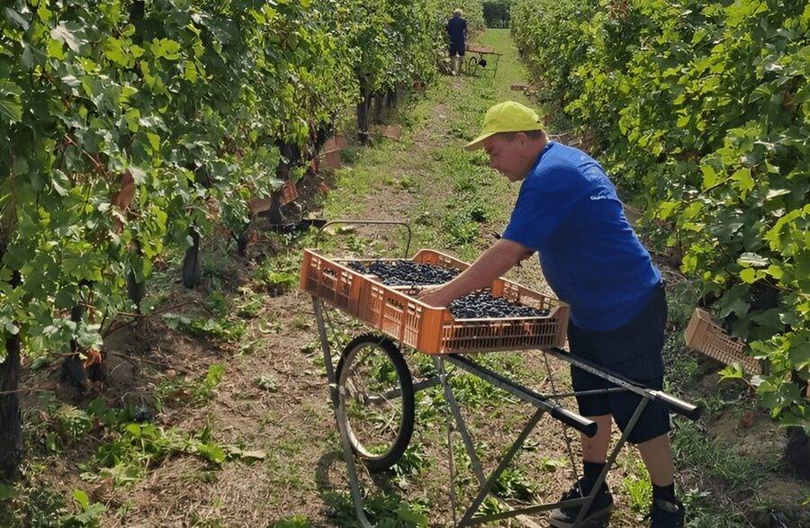 Boutique Winery Tour & Tasting in Valpolicella - Pergola Veronese and Guyot: the grape-growing lesson you’ll actually use