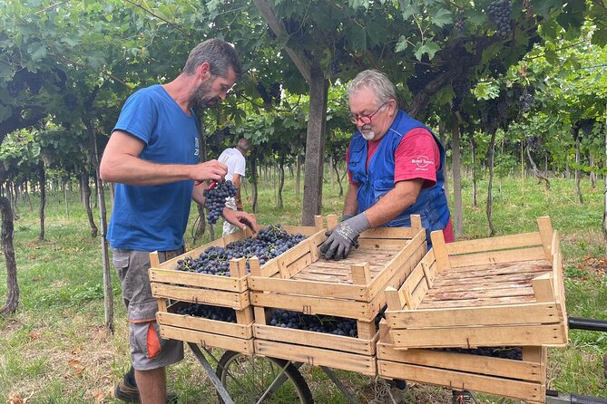 Discover the Amarone wine: 1 winery with delicious food pairing - Key highlights worth your attention