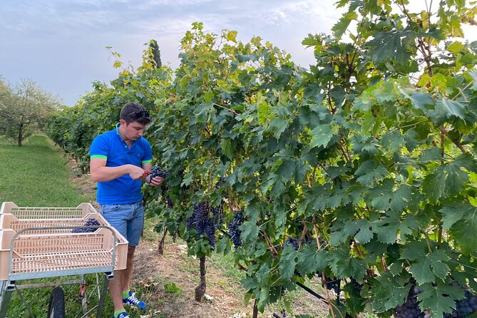 Discover the Amarone wine: 1 winery with delicious food pairing - Timing and group size: how to plan your Verona afternoon