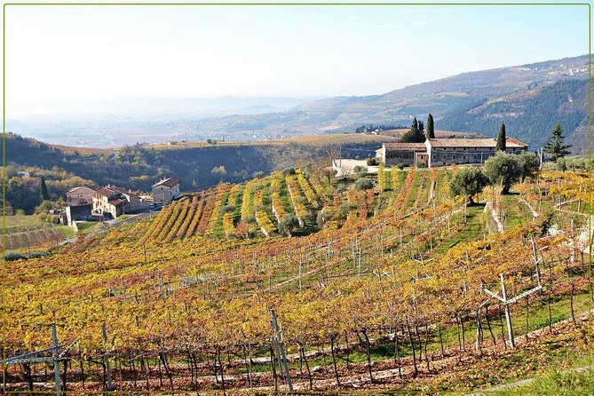 Discover Valpolicella Vineyards and Wine Tasting Experience - How the guide teaches tasting: sight, smell, and taste (without being stuffy)