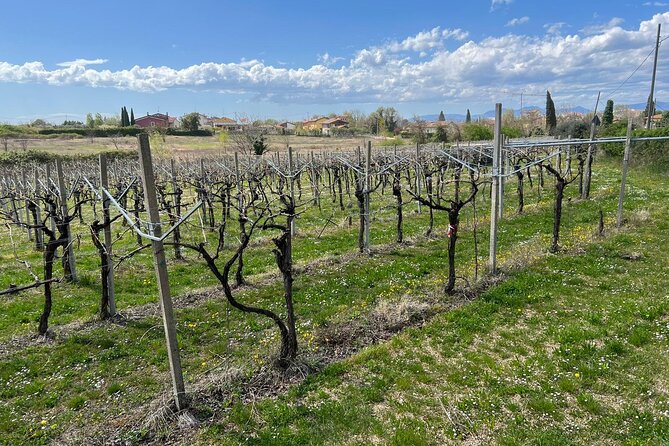 E-Bike tour with stop in the cellar in the Bardolino area - Cavaion Veronese: vineyards, olive groves, and lake views