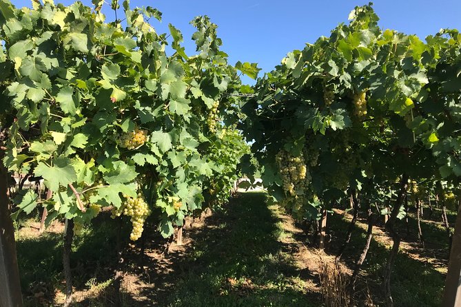 From Verona: Prosecco & Classic method sparkling wine tour, with light lunch - Guide style and small-group feel: where the day either clicks or drags