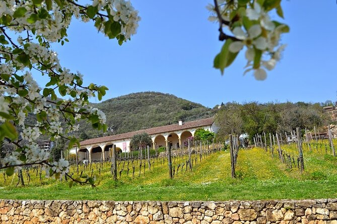 From Verona: Prosecco & Classic method sparkling wine tour, with light lunch - Stop 2: lunch with local olive oil and a straight-up Prosecco Charmat lesson