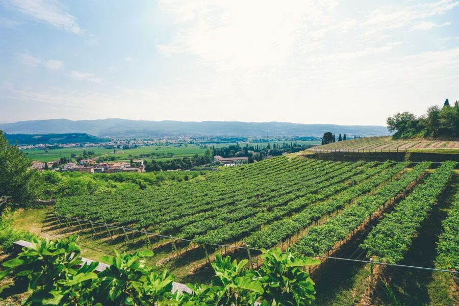 From Verona: Valpolicella and Amarone Wine Tasting Tour - Guides and hosting: you’ll feel the difference in communication