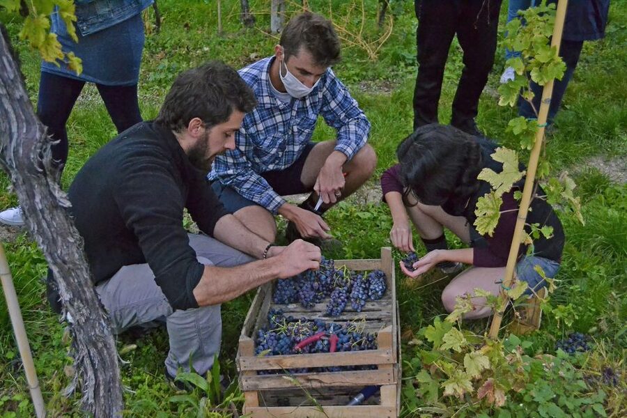 From Verona: Valpolicella Winery Tour with Amarone Vintages - How long it takes—and why you might end up staying longer