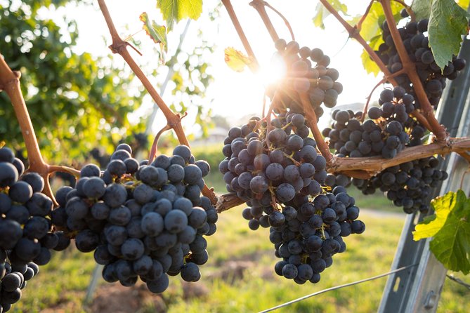 Horseback riding and wine tasting - Start at the Stables: What Happens Before You Mount Up