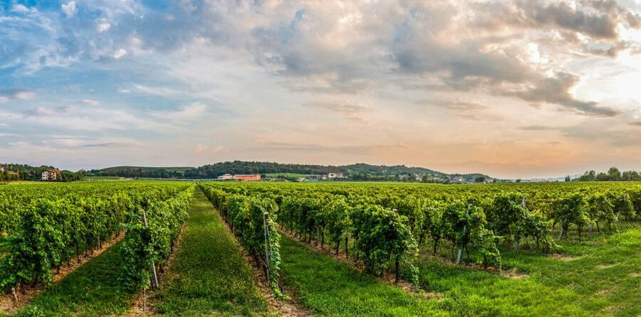 Lake Garda: Garda Hills Wine Tour and Tasting - Two cellars, one story: new production spaces and aging rooms