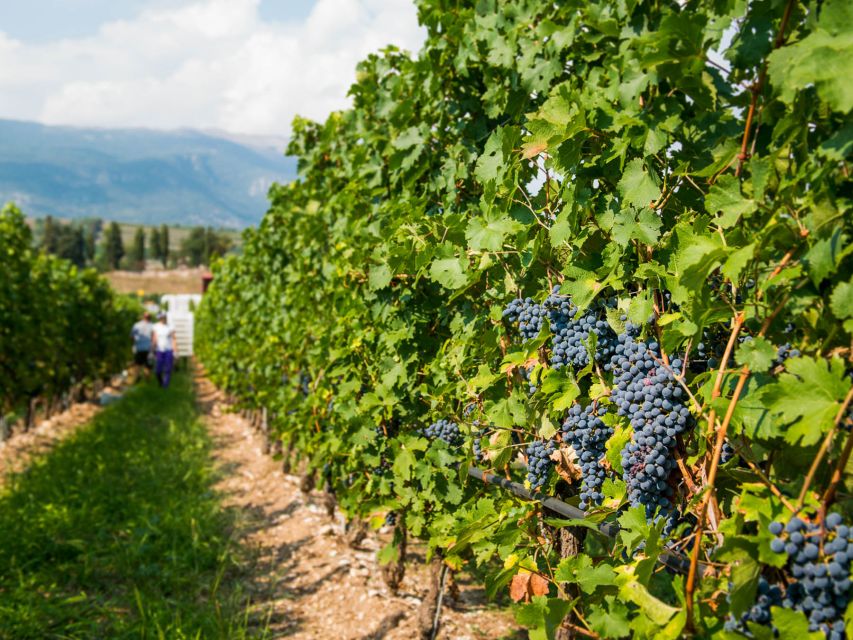 Lake Garda: Garda Hills Wine Tour and Tasting - Price and value: what $51 buys you in real terms