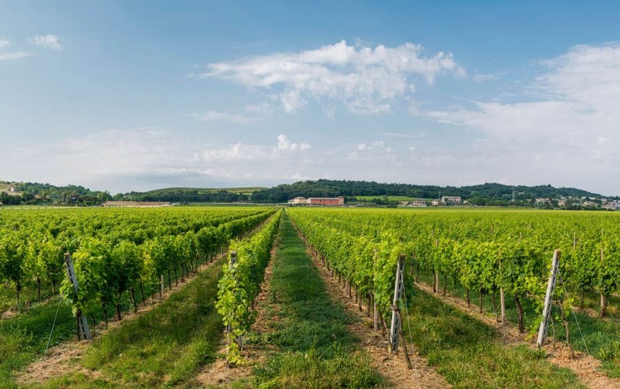 Lake Garda: Garda Hills Wine Tour and Tasting - Who should book this wine tour (and who should skip it)