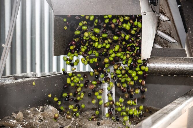 Lake Garda Olive Oil Tour and Tasting Experience - Who should book this olive oil tour in Lake Garda