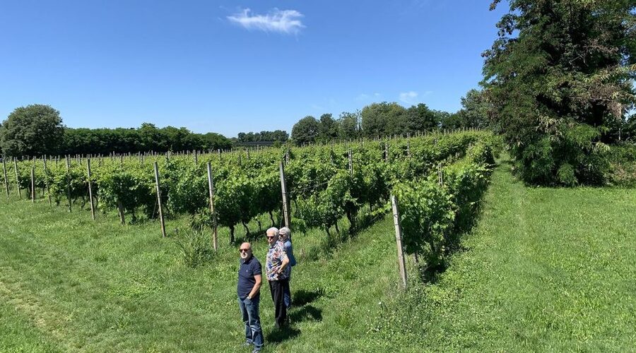 Lake Garda: Vineyard Tour and 6 wine Tasting - Ettore vs. Greta: two signature styles in one finish