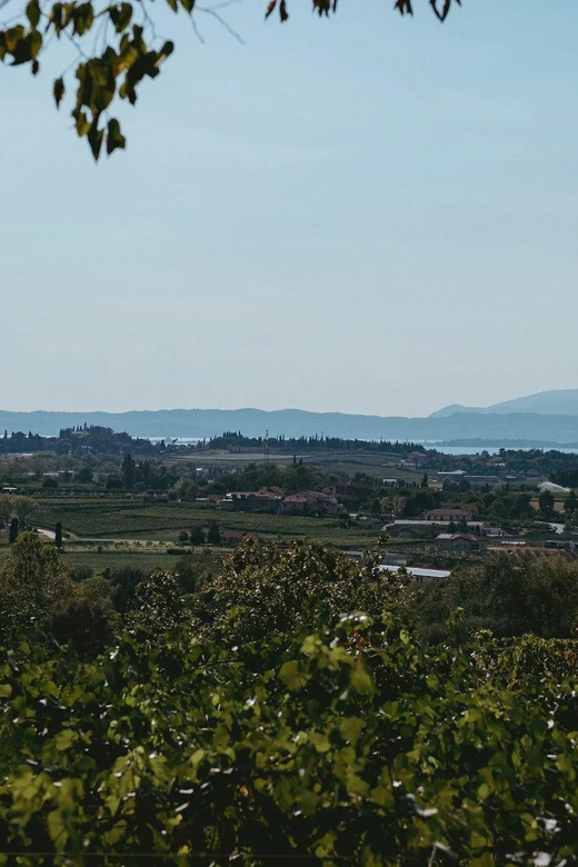 Lake Garda: Vineyard Tour and Tasting on the Hills - The Tasting Experience: Five Organic Wines Plus Local Cheese, Salame, and Crostini