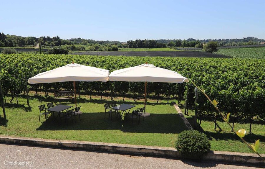 Lake Garda: Wine and Food Tastings in the Vineyards - Up to six wines: from Garganega to Chiaretto and sparkling