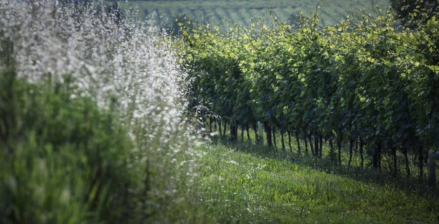 Lake Garda: Wine Tour and Tasting Experience in Bardolino - The tasting you came for: 2 reds, 2 whites, and local pairings