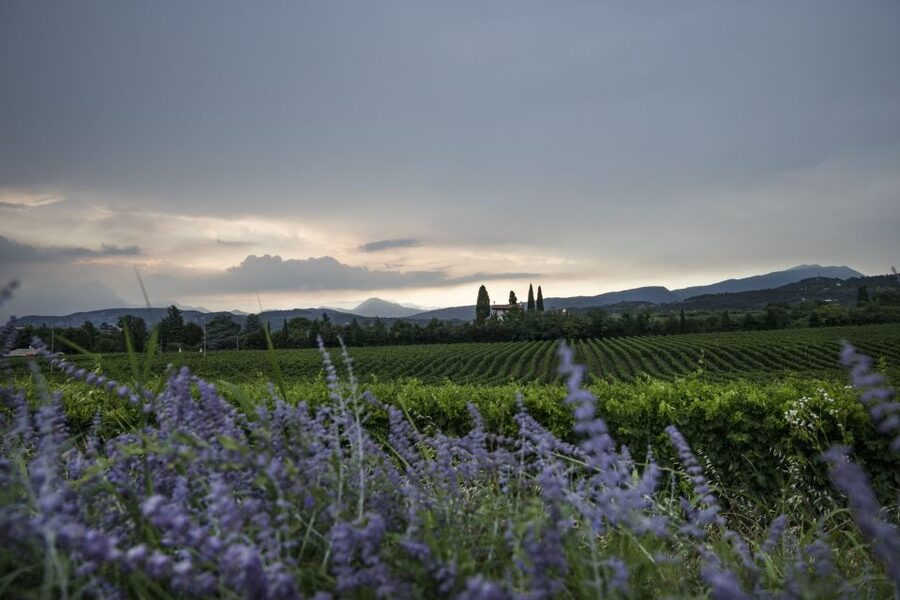 Lake Garda: Wine Tour and Tasting Experience in Bardolino - Why the sommelier teaching style matters (and who you might meet)