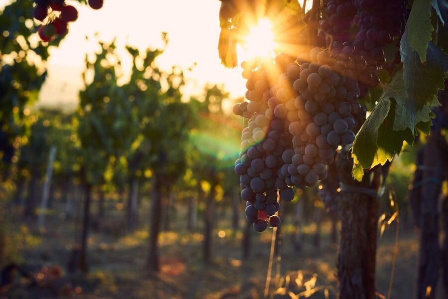 Lake Garda: Wine Tour and Tasting Experience in Bardolino - Who this works for (and who should choose differently)