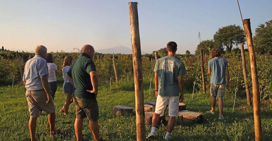 Lazise: Beekeeping Farm Tour and Tasting Experience - Key Points You Should Know Before You Go