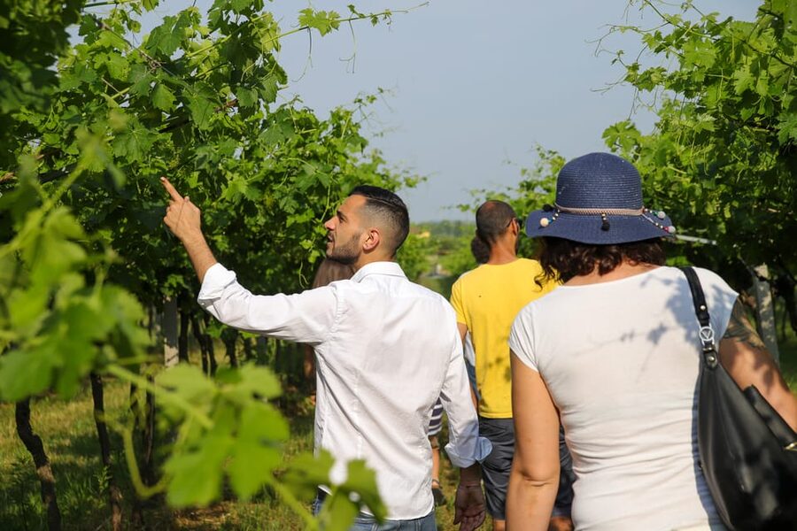 Lazise: Biodynamic Farm Tour and Natural Wine Tasting - First Impressions: Colà di Lazise feels like a countryside breather