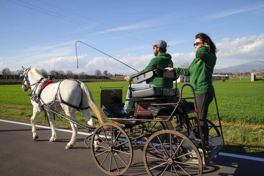 Lazise: horse carriage tour with tasting of local products - The beekeeping farm picnic: what you taste and why it works