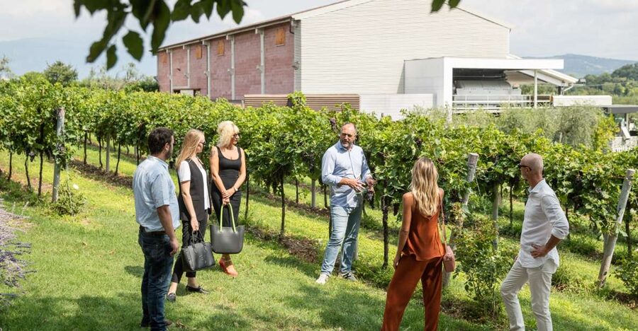 Lazise: Vineyard Tour and Organic Wine Tasting - Who should book this Lazise organic wine tour
