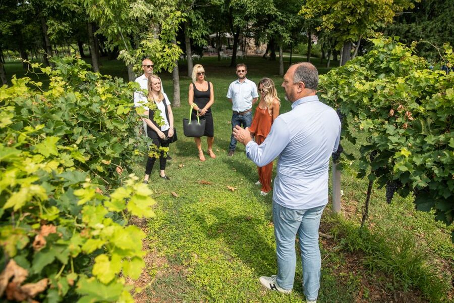 Lazise: Vineyard Tour and Organic Wine Tasting - The tasting area: five wines paired with cured meats, cheese, olives, and bread sticks