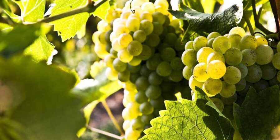 Lugana Wine Tour With Private Panoramic Boat on Lake Garda - Gourmet Lunch Paired With Lugana: What You’ll Want to Know Before You Order