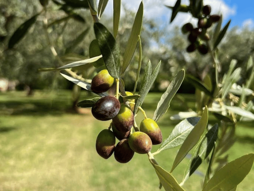 Olive Mill Tour and Tasting in the Verona Countryside - How the snacks pairing helps you use it in real meals