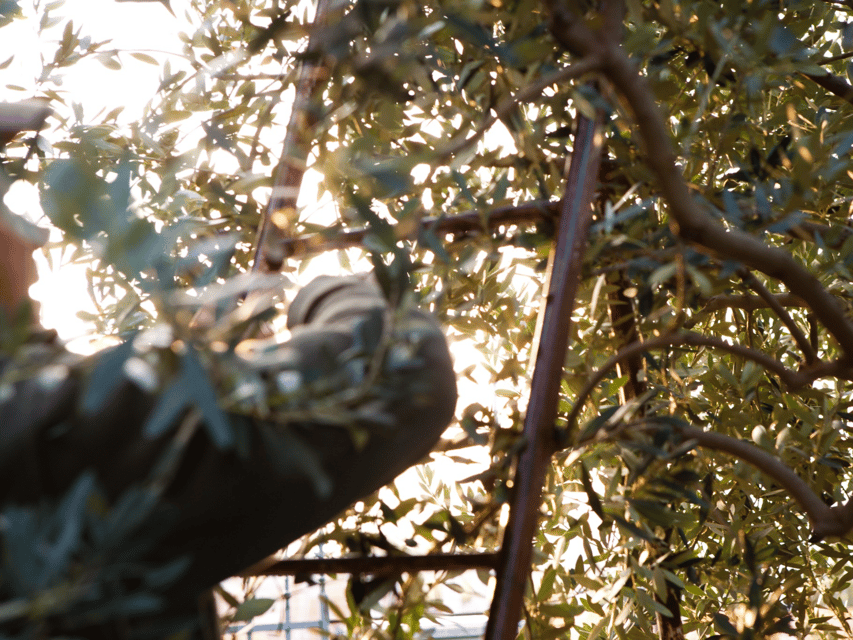 Olive Mill Tour and Tasting in the Verona Countryside - Campo di Casa: the experimental olive grove walk you’ll actually remember
