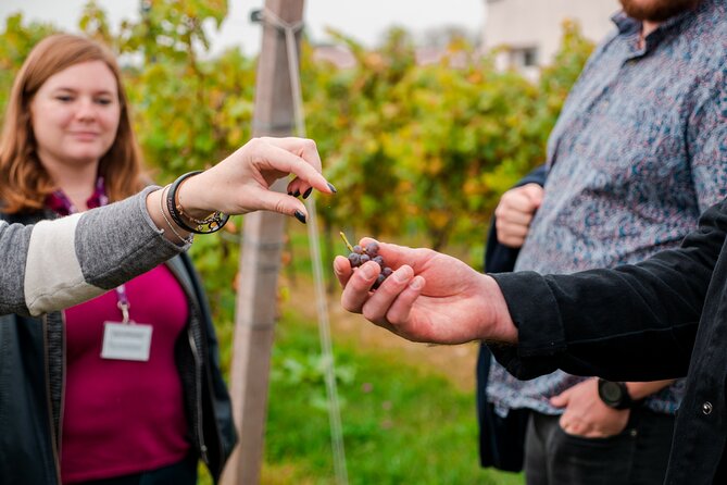 Pagus Wine Tours® - Sirmione by boat and Amarone - Full day tour - Why Sirmione by boat and Amarone in one day makes sense