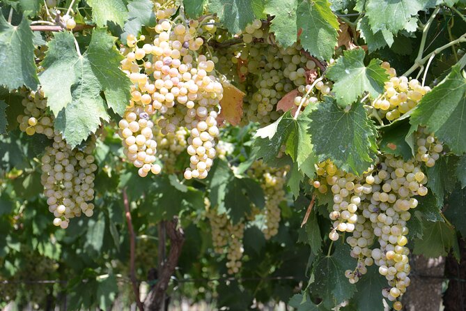 Pagus Wine Tours® - Soave and Amarone - Half day wine tour - Half-day wine touring from Verona: how the 2:00 pm schedule really plays