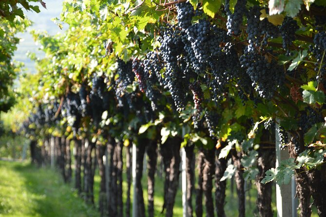 Pagus Wine Tours® - Two Amarone wineries - Half day wine tour - The meeting point at Pagus Wine Tours (and why it matters)