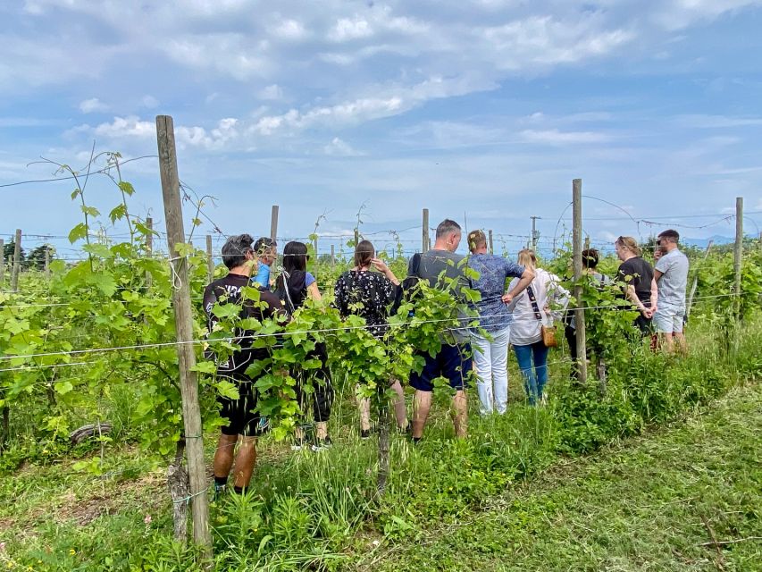 Sirmione: Vineyard Tour with Lugana Wines and Local Tastings - Where Lugana Tastes Like It Belongs (Near Sirmione, Not a Tourist Factory)