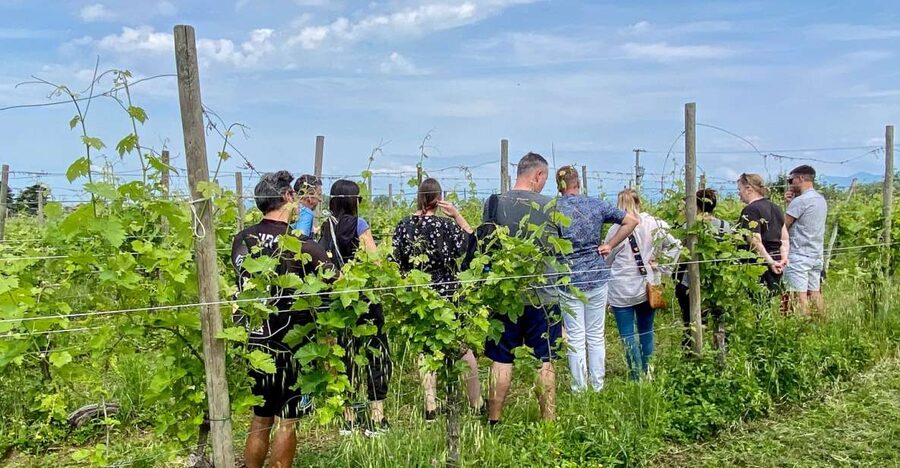 Sirmione: Vineyard Tour with Lugana Wines and Local Tastings - Meet Your Hosts and Get Set for 1.5 Hours of Wine Education