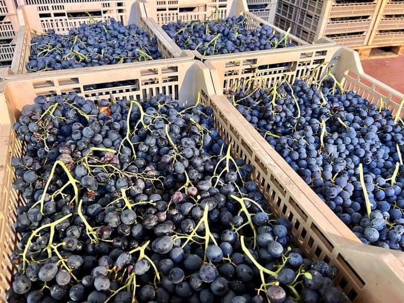 The grand tour of Amarone: 2 wineries with delicious lunch - How This Amarone Day Works (And Why It’s Not Just Another Tasting)