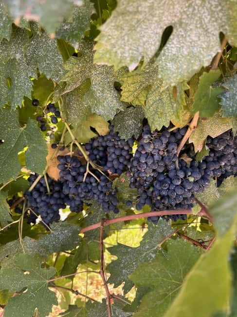 The grand tour of Amarone: 2 wineries with delicious lunch - Winery Stop 2: Vineyard Walk, Indigenous Grapes, and Grappa