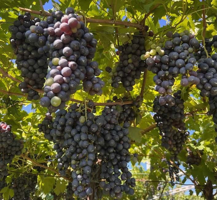 The grand tour of Amarone: 2 wineries with delicious lunch - What You’ll Taste: Amarone, Riserva, Limited IGT, and Pairings