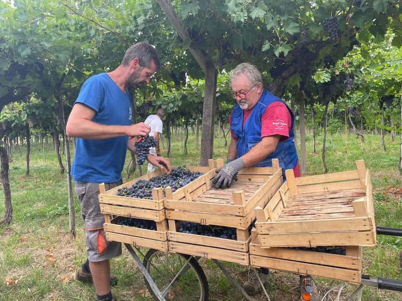 The grand tour of Amarone: 2 wineries with delicious lunch - The Value Angle: Price vs. What You Actually Get