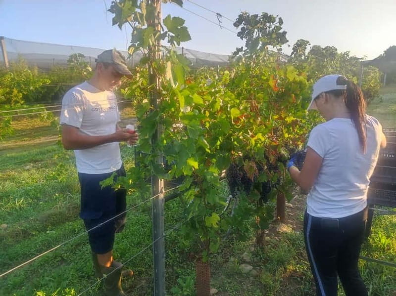 The grand tour of Amarone: 2 wineries with delicious lunch - Who This Tour Suits Best (And Who Might Be Happier Elsewhere)
