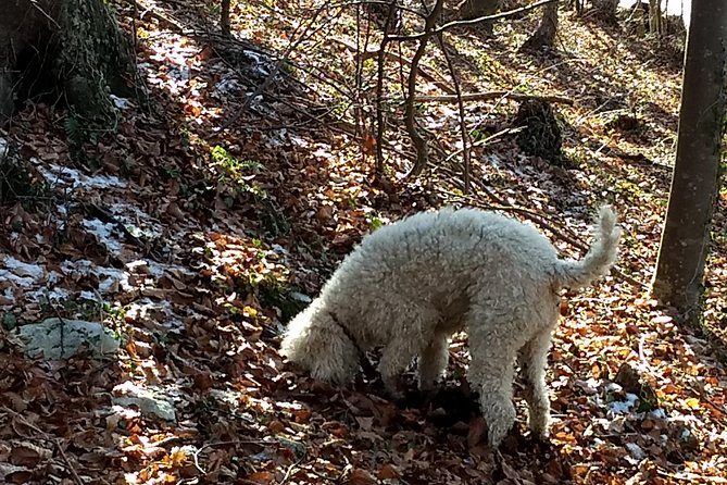 Truffle hunting and lunch experience in a restaurant - Teatro Romano stop: a Verona anchor before you head into the countryside rhythm