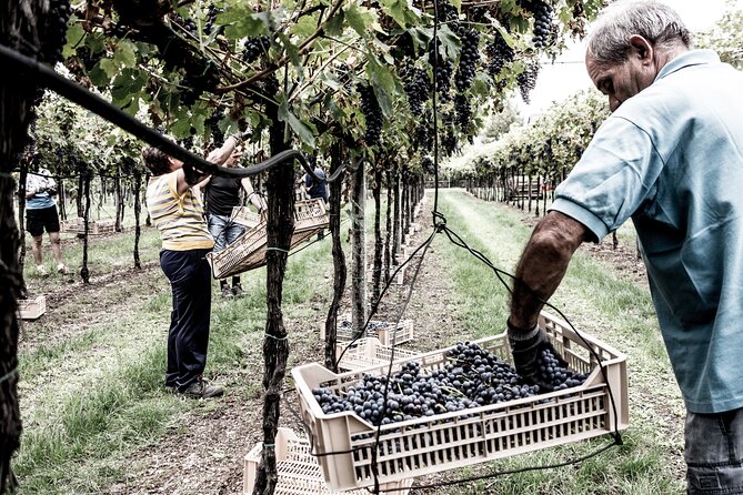 Valpolicella Wine Tasting Experience & Light Lunch - Who This Tour Suits Best (and Who Might Prefer Something Else)